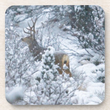 Deer in Snow Coasters