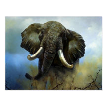 Défenses, éléphants cartes postales