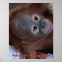 Délivrance de bébé d'orang-outan posters