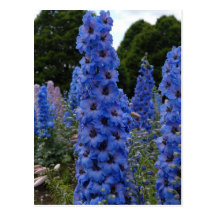 Delphinium Cartes Postales