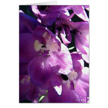 Delphinium foncé cartes
