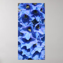 DELPHINIUM POSTERS
