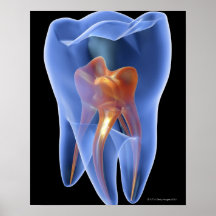 Dent, section transversale transparente d'une mola posters