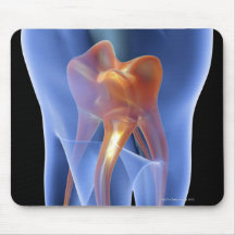 Dent, section transversale transparente d'une mola tapis de souris