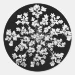 Dentelle de la Reine Anne Adhésifs