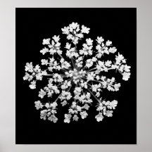 Dentelle de la Reine Anne Affiches
