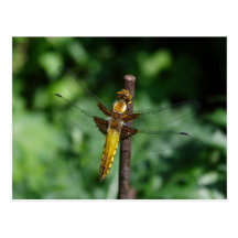 Depressa de Libellula Cartes Postales