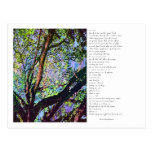 Des cartes postales d'arbres