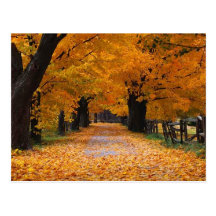 Descendre le chemin de la mémoire de l'automne carte postale