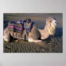 Désert du Sahara près de Merzouga, Maroc Affiches