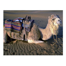 Désert du Sahara près de Merzouga, Maroc Cartes Postales
