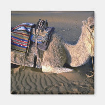 Désert du Sahara près de Merzouga, Maroc Magnets
