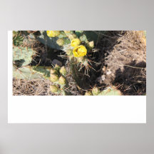 Desert Rose Posters