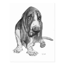 Dessin de Basset Hound Cartes Postales