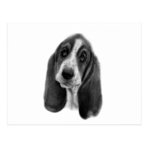 Dessin de Basset Hound Cartes Postales