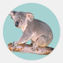 Dessin de koala adhésifs ronds