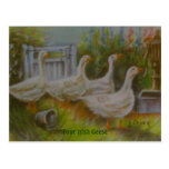 Dessin en pastel de quatre oies irlandaises par Jo Carte Postale