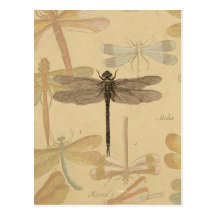 Dessin vintage de libellule carte postale