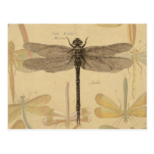 Dessin vintage de libellule carte postale
