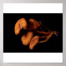 Dessus des champignons posters