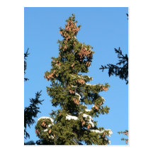 Dessus impeccable d'arbre avec des cônes cartes postales