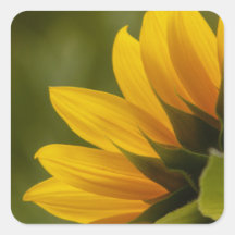 Détail de tournesol adhésif