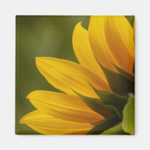 Détail de tournesol aimant pour réfrigérateur