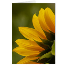 Détail de tournesol carte de vœux