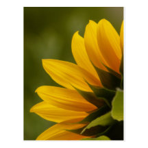 Détail de tournesol carte postale