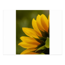 Détail de tournesol cartes postales