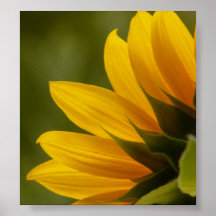 Détail de tournesol posters