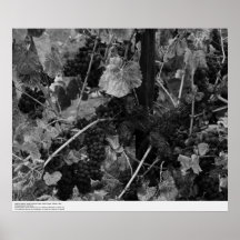 Détail des raisins, Draper Vineyard, Napa, 1966 Posters