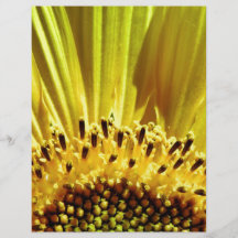 Détail jaune de lever de soleil de tournesol prospectus