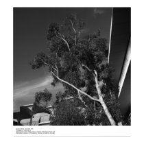 Détails de campus, décembre 1966 par Ansel Adams posters