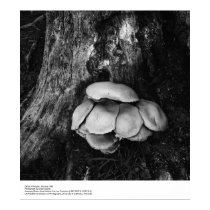 Détails de champignon, janvier 1963 par Ansel Adam posters