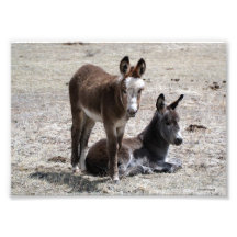 Deux ânes 5x7 de bébé photographes