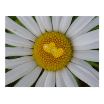 Deux coeurs sur la marguerite des prés carte postale