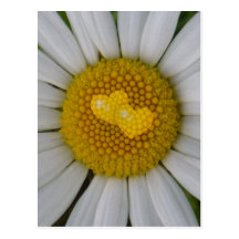 Deux coeurs sur la marguerite des prés carte postale
