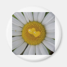 Deux coeurs sur la marguerite des prés magnets pour réfrigérateur