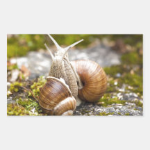 Deux escargots autocollant en rectangle
