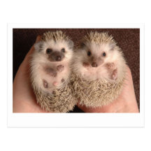 Deux hérissons de bébé carte postale