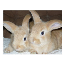 Deux lapins d'or carte postale