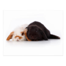 Deux lapins mignons de bébé cartes postales