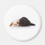 Deux lapins mignons de bébé magnets