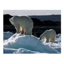 Deux ours blancs carte postale