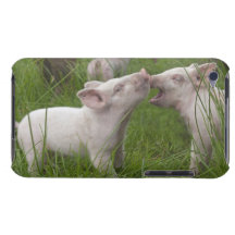 Deux porcelets espiègles mignons drôles coque iPod Case-Mate 