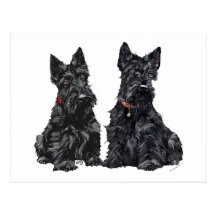 Deux terriers écossais noirs cartes postales