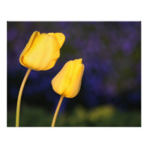 Deux Tuilps jaune Impressions Photo