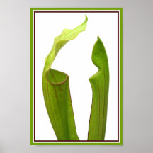 Deux usines de broc vertes posters