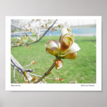 Devant Apple Poster